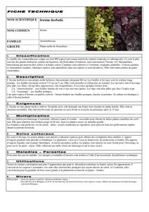 NOM SCIENTIFIQUE Iresine herbstii. NOM COMMUN FAMILLE