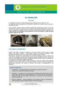 Sanglier () - Bruxelles Environnement