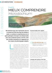 Fusariose : mieux comprendre Microdochium
