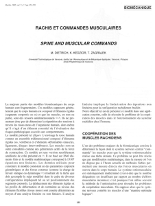 rachis et commandes musculaires spine and muscular