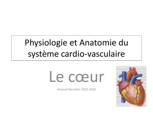 Anatomie du système vasculaire