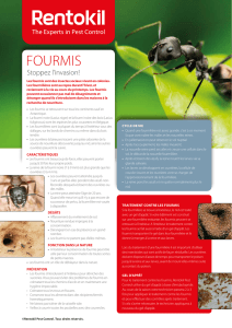 Télécharger la brochure sur les fourmis en PDF