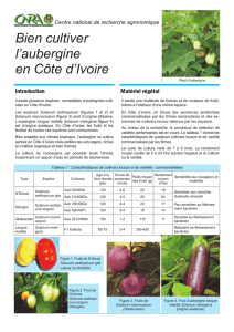 Bien cultiver l`aubergine en Côte d`Ivoire