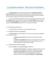 Le système nerveux : Structure et fonctions