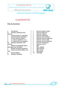 Anatomie Humaine et Embryologique Le nerf facial - Fichier