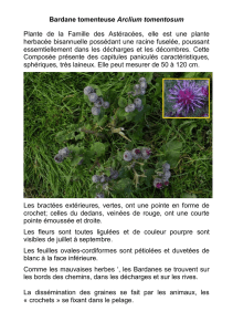 Bardane tomenteuse Arclium tomentosum Plante de la Famille des