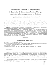 Brevistriatinae (Nematoda : Heligmosomidae) II