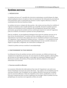 Syst&egrave;me nerveux