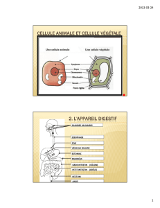 Images des cellules et des organes vitaux