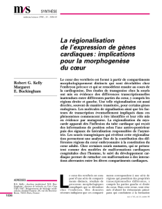 La régionalisation de l`expression de gènes cardiaques - iPubli