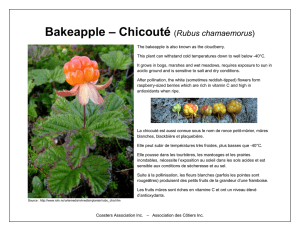 Bakeapple – Chicouté (Rubus chamaemorus)