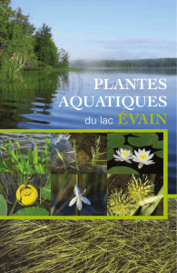 plantes aquatiques