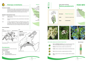 Robinia pseudoacacia L.