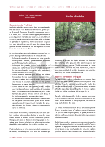 Forêts alluviales - La biodiversité en Wallonie