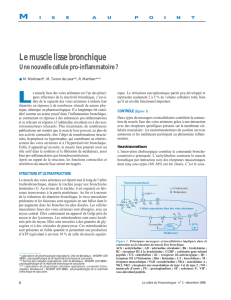 Le muscle lisse bronchique - Une nouvelle cellule pro