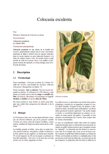 Colocasia esculenta - doc-developpement
