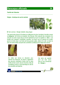 Pterocarpus officinalis - 38