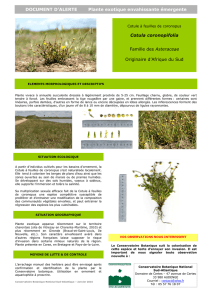 Document d`alerte Cotula coronopifolia
