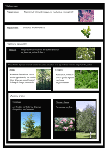 classification vegetale gris