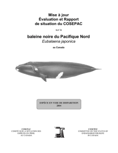 Baleine noire du Pacifique Nord(Eubalaena japonica)