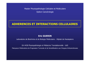 adherences et interactions cellulaires