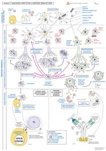 immuno-bilan-complet ( PDF - 662.4 ko)