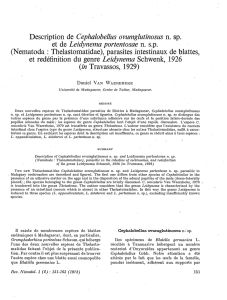Description de Cephalobellus ovumglutinosus n. sp. et de