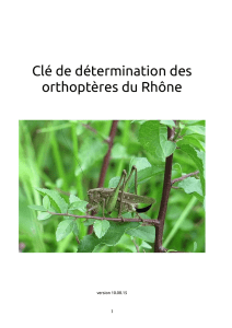 Clé de détermination des orthoptères du Rhône