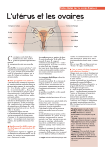 L`utérus et les ovaires