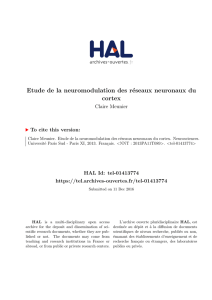 Etude de la neuromodulation des r&eacute;seaux neuronaux du cortex
