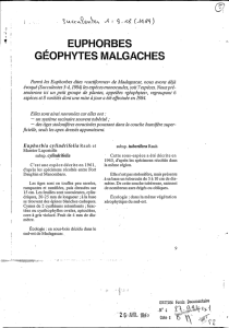 Euphorbes géophytes malgaches
