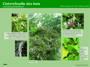 Chèvrefeuille des bois - Arbres et Paysages d`Autan