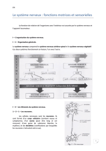 Le système nerveux : fonctions motrices et sensorielles