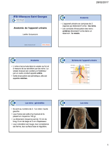 Anatomie et physiologie de l`appareil urinaire