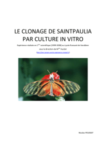 le clonage de saintpaulia par culture in vitro