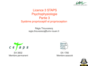 Licence 3 STAPS Psychophysiologie Partie 3