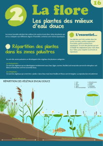 Les plantes des milieux d`eau douce 16 - Eden 62