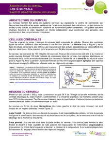 architecture du cerveau