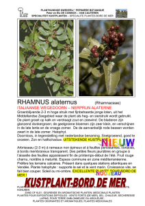 RHAPHIOLEPIS umbellata Rosaceae