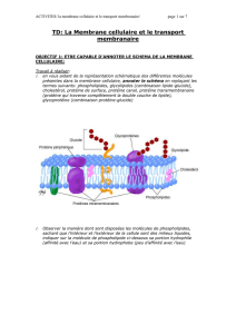 TD:La Membrane cellulaire et le transport membranaire