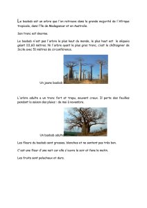 Le baobab est un arbre que l`on retrouve dans la grande majorité de