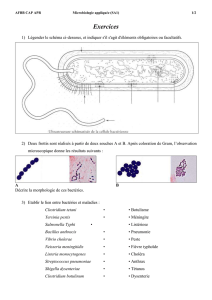 Exercices - microbiologie