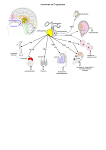 hormones de l`hypothalamus