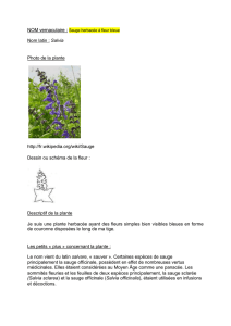 NOM vernaculaire : Sauge herbacée à fleur bleue Nom latin : Salvia