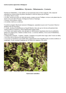 Carotte et plantes apparentées à Madagascar Ombellifères