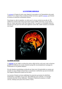 LE SYSTEME NERVEUX