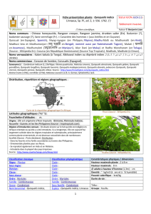 Fiche présentation plante : Quisqualis indica Linnaeus, Sp. Pl., ed. 2