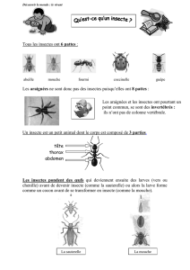 insectes - Canalblog