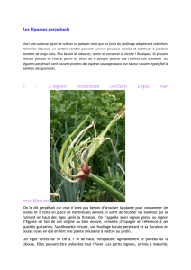 3 - Le chou perpétuel `Daubenton` (Brassicae oleracea convar