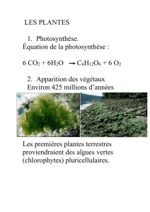 les plantes - fhsbiologie11